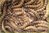 Caja de gusano rey (Zophoba morio)