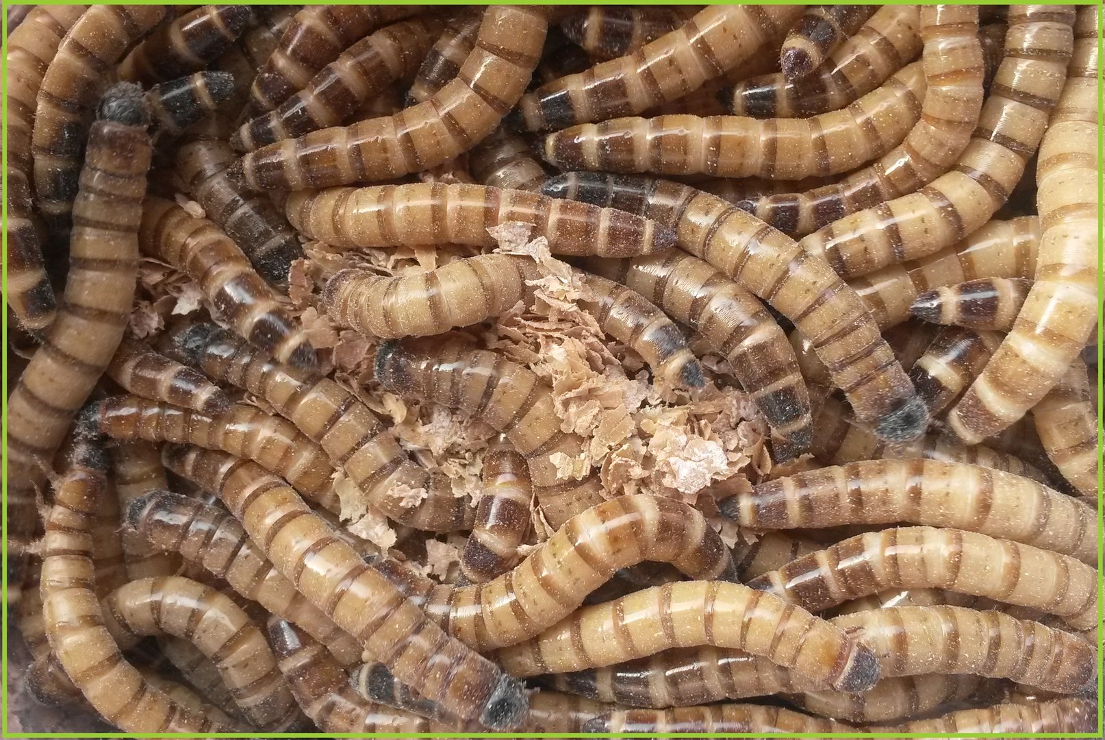 Tarrina de gusano rey (Zophoba morio)