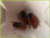 Tarrina de cucaracha runner (Shelfordella tartara)
