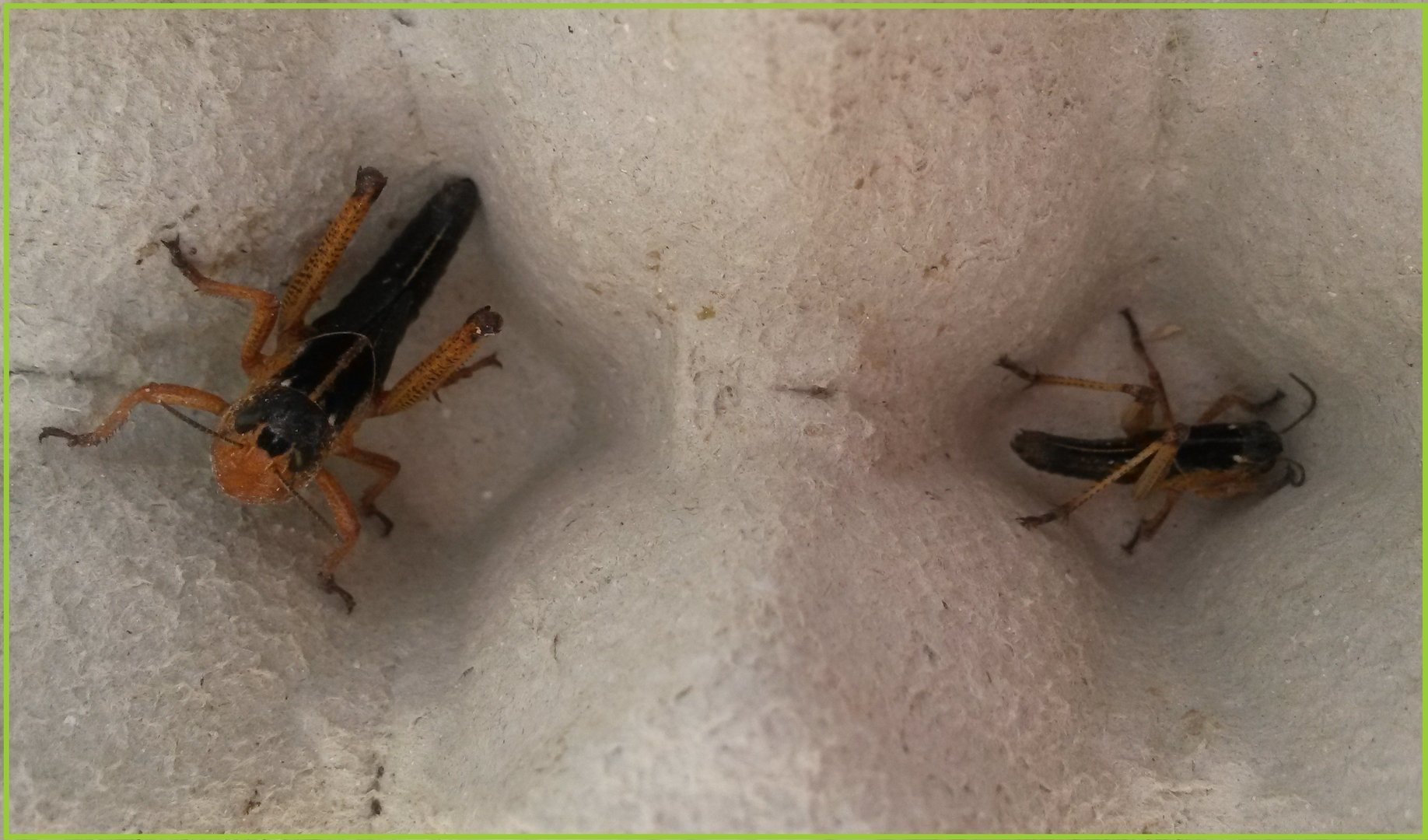 Tarrina de langosta (Locusta migratoria/ Schitocerca gregaria )